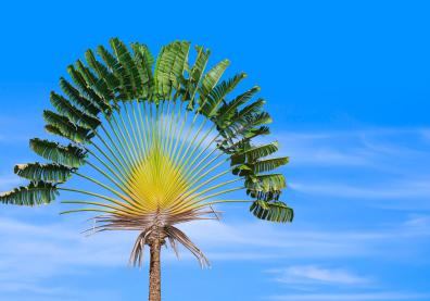 Arbre du voyageur (ravenala madagascariensis)