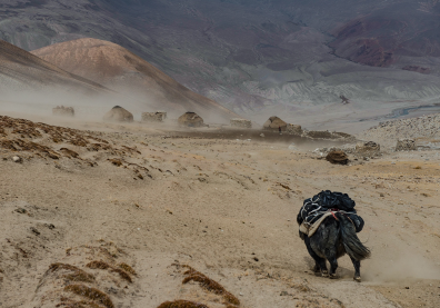 Cheval noir sur une montagne de poussière avec du vent