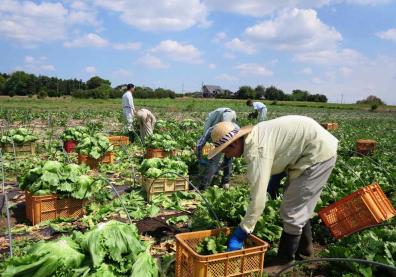 des agriculteurs japonais travaillant dans un champ