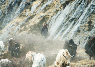 Berger et ses yaks au Népal