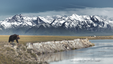 Un paysage au bord d'un lac où un ours se promène et en fond des montagnes enneigées.