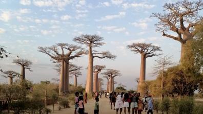 Allée de baobabs 