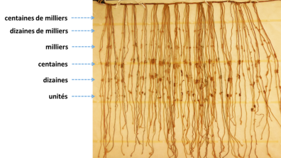 Quechua - Figure 7. Quipu 17-1930-19-483 du musée du Quai Branly. (Photo C. Gonzalez).