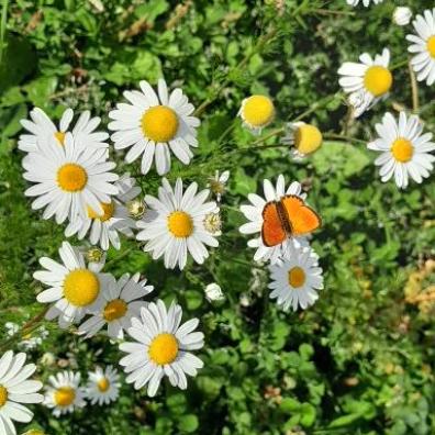 marguerite