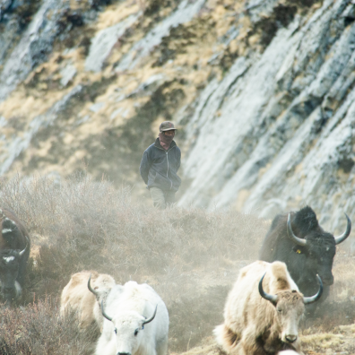 Shepherd and his yaks in Nepal