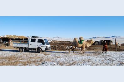 Un camion, un dromadaire et leur propriétaire - District d’Ölziit, Arkhangaï, novembre 2012