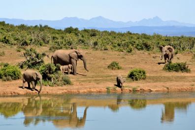 Eléphants Marchant à Côté D'un Plan D'eau, Afrique du Sud