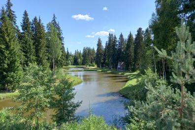 Rivière entourée d'une forêt 