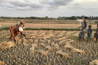 Des femmes malgaches travaillent dans le champ de riz
