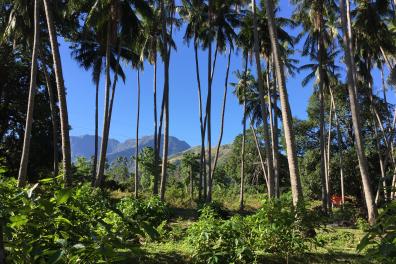 Cocotiers sur l'île de Mindoro