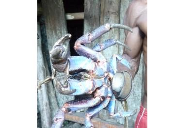 Crabe de Cocotier - île de Merelava (Vanuatu)