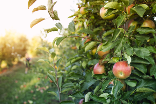 Pommier avec des pommes en premier plan et un vaste champs de pommiers derrière 