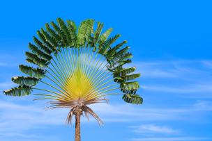 Arbre du voyageur (ravenala madagascariensis)