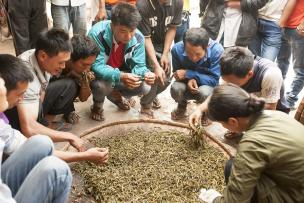 Nyot Ou Tea, la création d’une coopérative de thé au Nord Laos