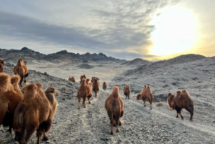 Un troupeau de chameaux de Bactriane retourne au campement. Désert de Gobi, Mongolie.