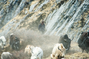 Berger et ses yaks au Népal