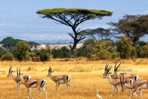 Paysage de savane