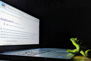 Un ouaouaron regarde un écran d'ordinateur portable
